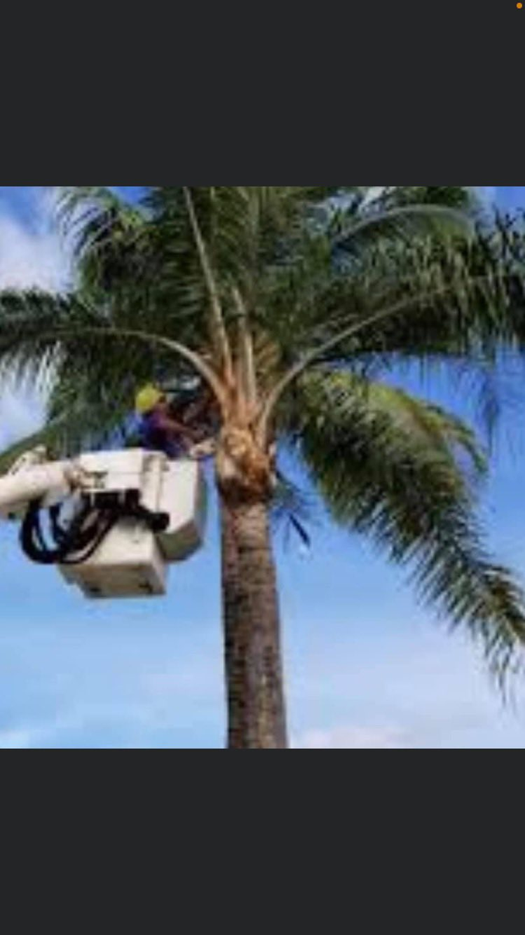 Professional palm tree trimming